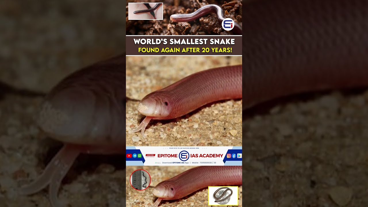 Smallest Snake In The World Found Again Stunning Comeback Epitomeias SmallestSnake Snakediscovery