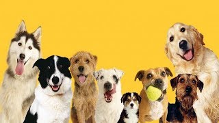 Dogs Trust