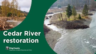 Cedar River restoration: A success for people, salmon, orcas
