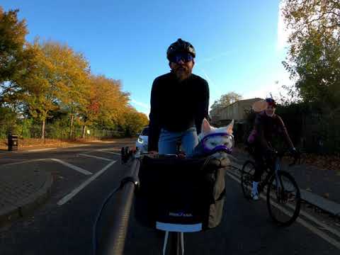 Getting honked at