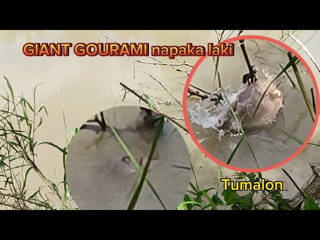 GIANT GOURAMI HUNT// drabi Ang laki di ako pinalad #adventure #tiksay #fypシ @pawikshunter2801 class=