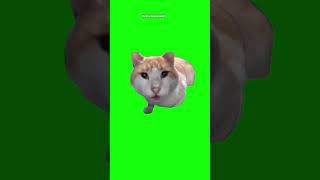 #Cat #Кот #Мем #Шутка #Зеленыйфон