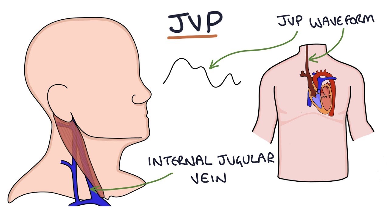 Understanding Jugular Venous Pressure Jvp Youtube