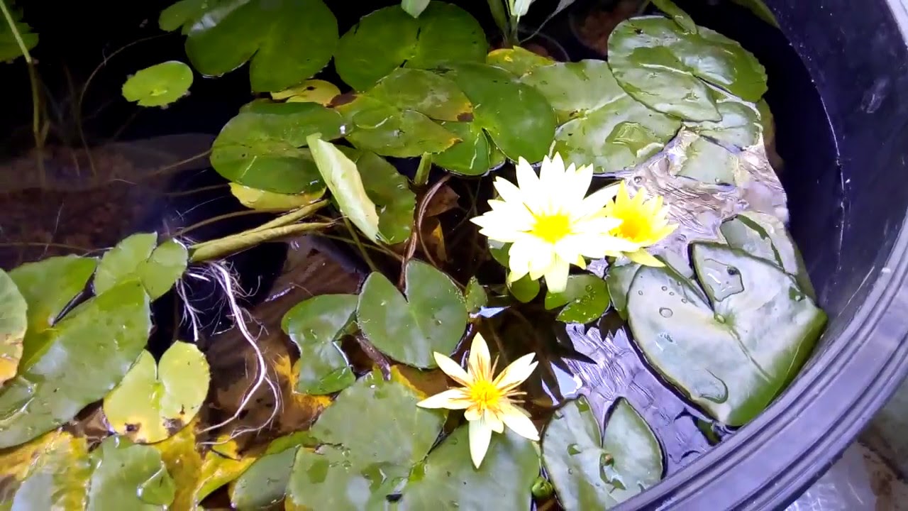 2. Aquaponics tub with fish and water plants added 