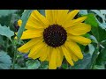 Helianthus debilis  gurkenblttrige sonnenblume