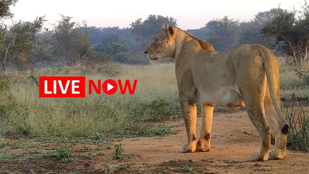 Cat Eye LIVE Camera | Naledi Lodge, Greater Kruger Park