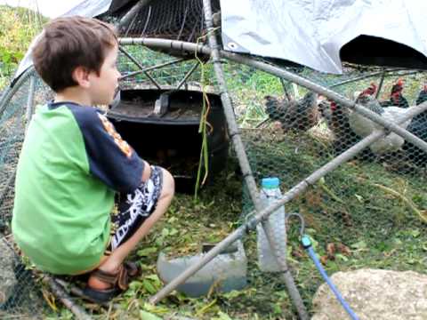 Edwin Collects the Eggs from our Chicken Tractor