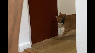 Cat's cutest door-opening attempt. @mrmilosadventures #cat #catlover #pet by Mr. Milo's Adventures 46 views 4 weeks ago 1 minute, 2 seconds