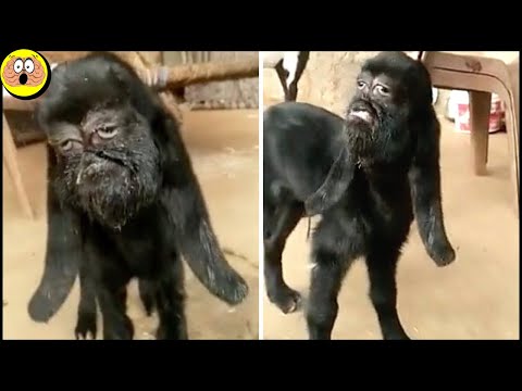 Des Animaux Rares