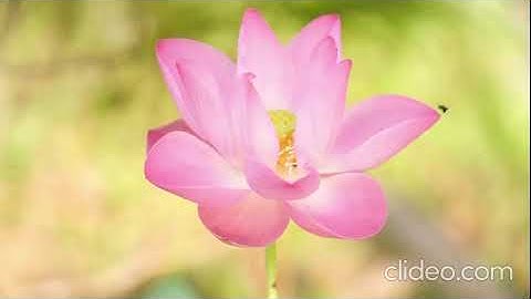 clideo editor 72fd584628aa4324abeda62b16f0d7f7