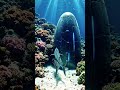 Back Camera Chasing Mysterious Light Signals in Coral Depths
