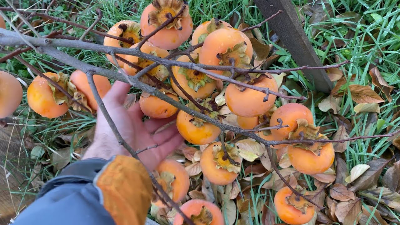 ОГЛЯД СОРТІВ ХУРМИ. 2 частина.