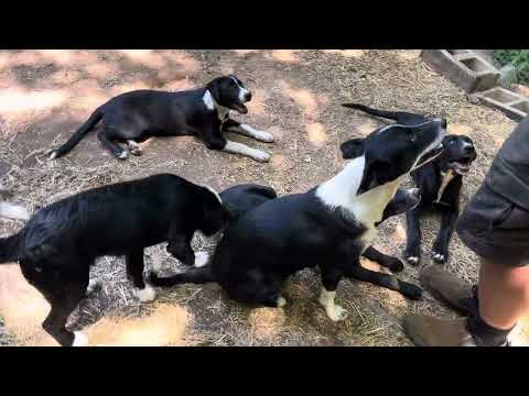 Ted shows what we have been teaching the pups.