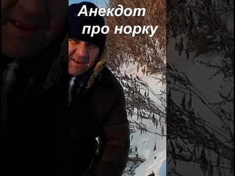 Анекдот Про норку жене в подарок.#shorts