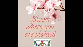 Bloom where you are planted