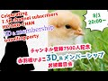 【7.5K & 3D & Membership】祝！　赤羽根ひよこちゃん3Dお披露目＆メンバーシップ解禁！【JP Vtuber】