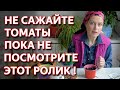 Самый важный секрет выращивания томатов! Только так вы добьетесь большого урожая!