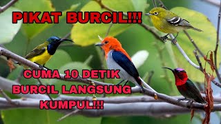 PIKAT BURCIL PALING AMPUH‼️