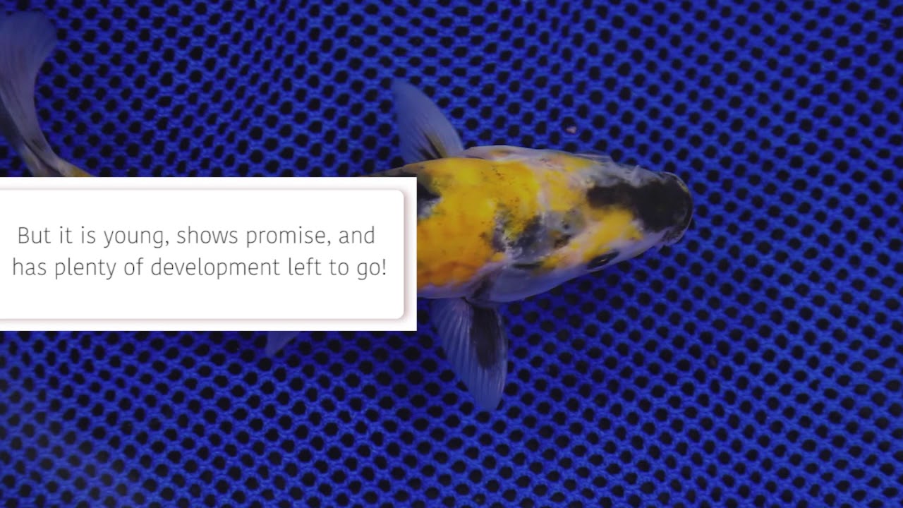 Rare & Unusual Koi - Doitsu Showa