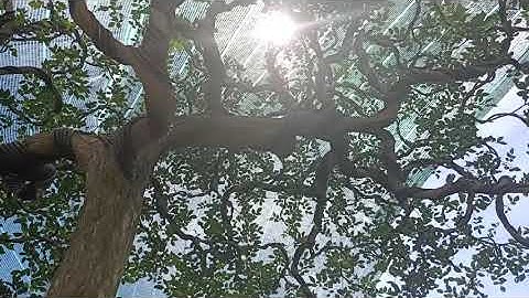 Vườn cây phôi khủng - Ba tác phẩm nguyệt quế đẹp.