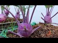 You will be surprised with this secret to growing purple kohlrabi. Large and sweet tubers