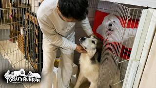 お薬をあっという間に飲ませてもらったアランとベルとリリーです　Great Pyrenees　グレートピレニーズ