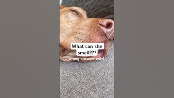 WRONG ANSWERS ONLY!!! #funny #trend #fypシ #cute #dog #viral #vizsla