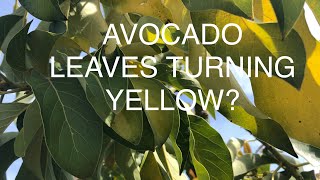AVOCADO TREE NUTRITION IS GOOD -WHY ARE THE LEAVES TURNING YELLOW?