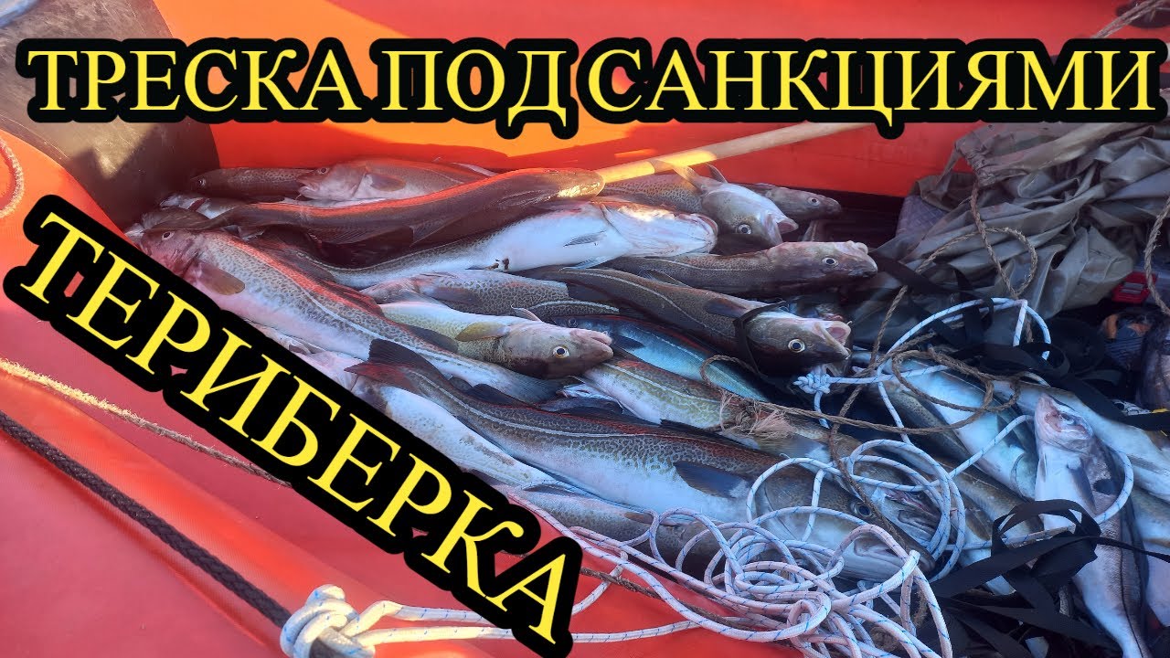 ТЕРИБЕРКА!!! ТРЕСКА ПОД САНКЦИЯМИ?! СГОРЕЛА МАШИНА! - YouTube