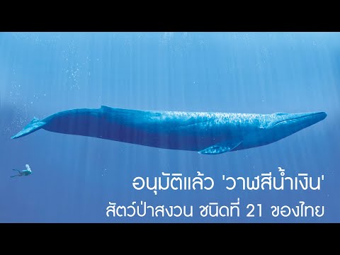 อนุมัติ 'วาฬสีน้ำเงิน' สัตว์ป่าสงวนชนิดที่ 21 ของไทย
