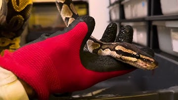 RESCUING MORE PYTHONS & REMOVING STUCK EYE CAPS.