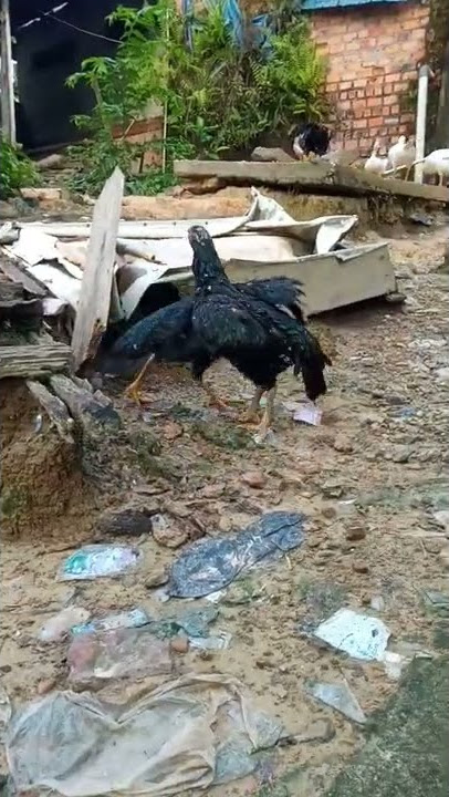 ayam Bangkok betina tarung pukulan nya keras  banget sampe lawan nya lemes🔥🔥