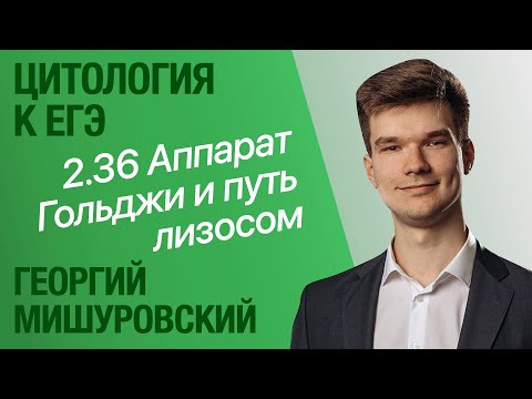 2.36. Аппарат Гольджи, путь лизосом и секреция веществ | Цитология к ЕГЭ | Георгий Мишуровский