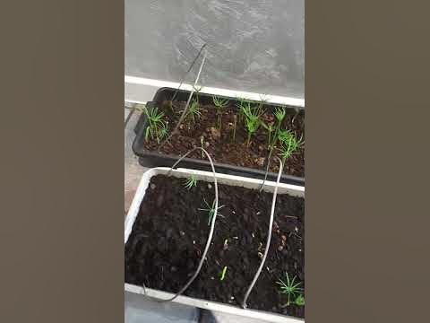 рассада сосны кедровой, стратификация за одну неделю! #маточник #подвой ...