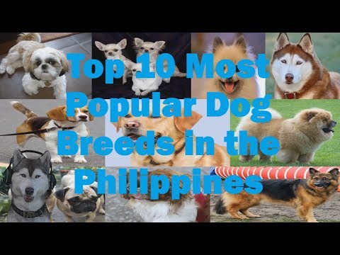 Video: Ano Ang Mga Uri Ng Yorkies