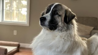 Up Close & Personal With A Great Pyrenees