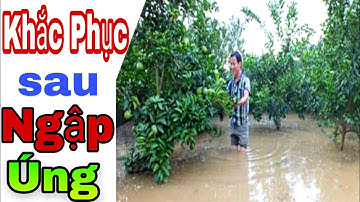 Cách phục hồi, giải độc cây sau ngập úng lũ lụt/ tránh thối rễ vàng lá / cam, bưởi cần làm gì?