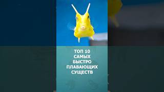 Топ 10 самых быстро плавающих существ #шортс #топ10 #рыбы #комарик #shorts #быстрые #малышам