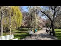 Spring at Vohanovy Sady - Beautiful in Spring - Prague - Czech Republic - StreetS