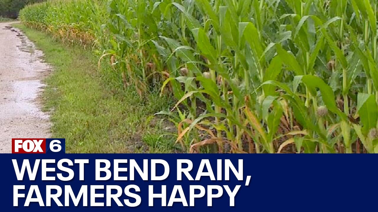 Rain makes West Bend farmers happy | FOX6 News Milwaukee