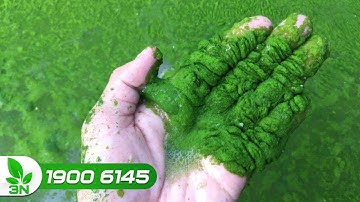 Cách diệt trừ rêu trong ao nuôi cá I VTC16