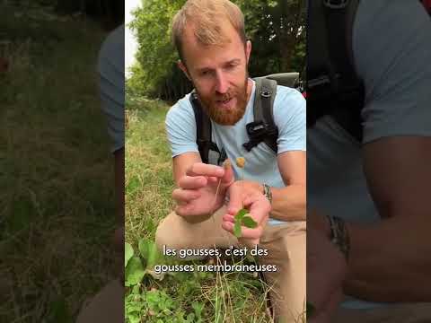 Vidéo: Devrais-je manger des trèfles ?