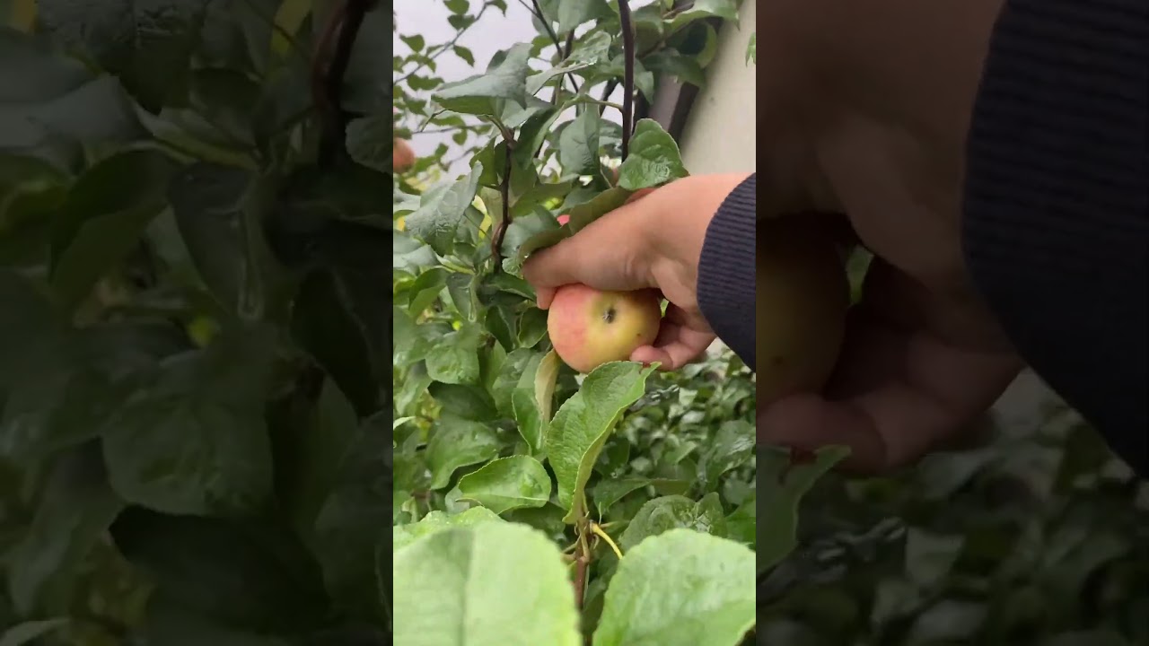 Freshly picked Apples 