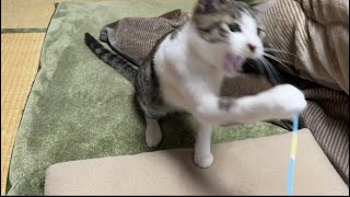 たーくんの右ストレート！