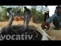 Watch Snake Charmers in 360°