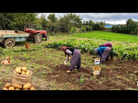 Patates Hasadı ve Köy İşleri - Köy Belgeseli