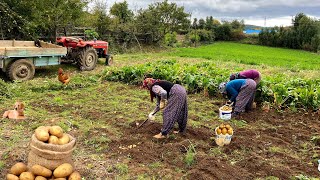 Potato Harvest and Rural Affairs - Village Documentary