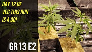 Day 12 of Veg This Run Is A Go! - GR13 E2