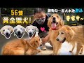 56隻黃金獵犬的狗園!等家中!超多黃金下水游泳療癒畫面!公館市集義賣領養!【公益】【許伯簡芝】Golden Retriever