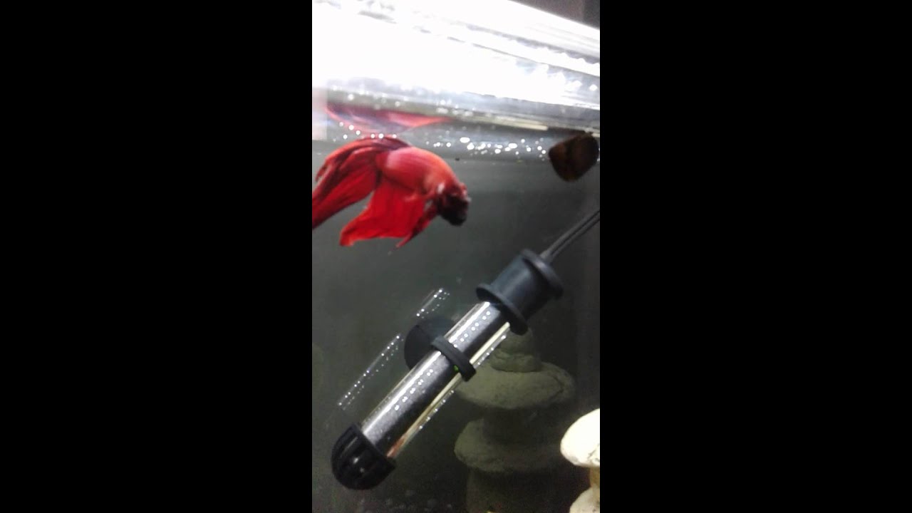 Fighting Fish flaring at Nerite snail.